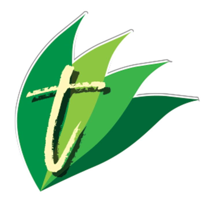 Tea Leaves