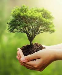 Tree Planting In Honor Of Loved Ones